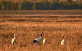 省级自然保护区白鹤生态园无线视频监控案例